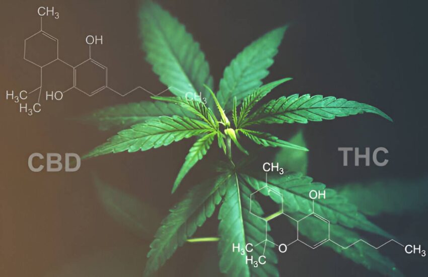 cbd and thc and unveiling nature's therapeutic duo