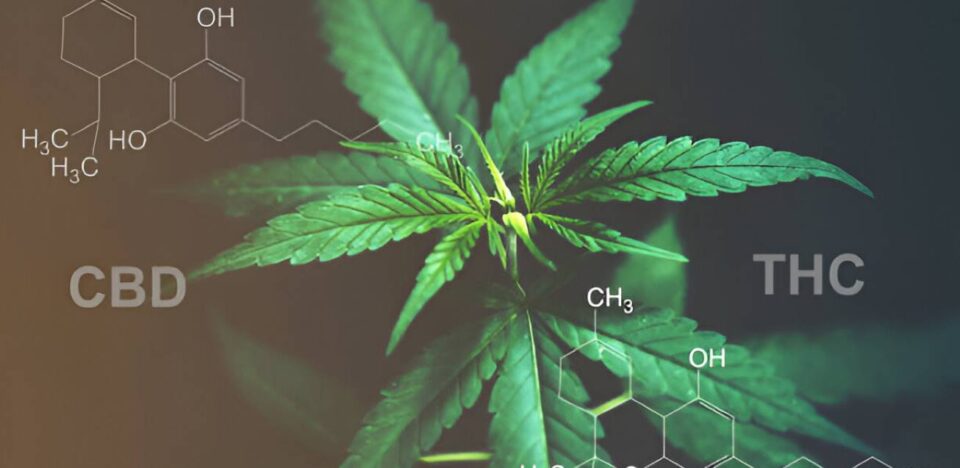 cbd and thc and unveiling nature's therapeutic duo