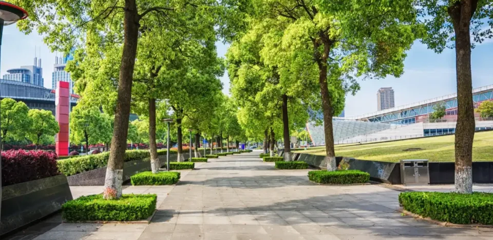 Sustainable Tree Care Matters